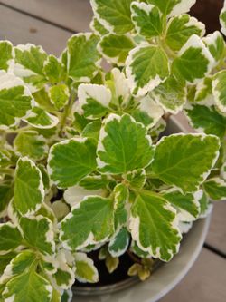 SWEDISH IVY PLANTS/GARDEN/