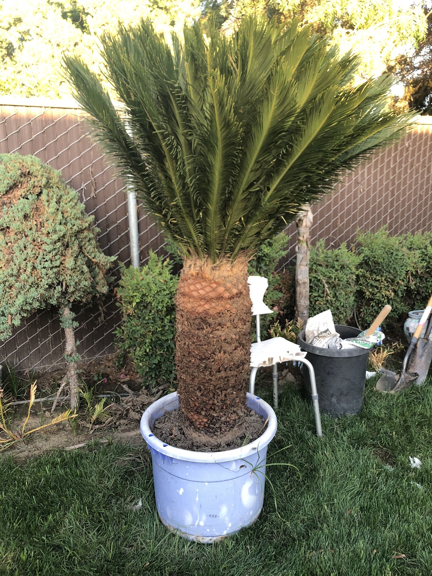 Sago Palm