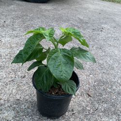 Habanero Plants 