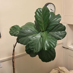 Fiddle Leaf Fig Tree