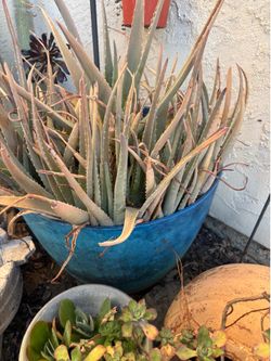 Aloe Vera plant