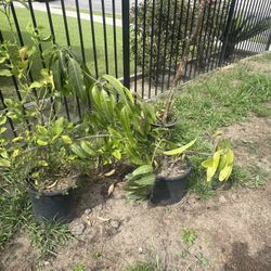 Árbol De Limon Amarillo 