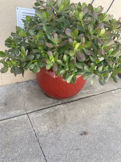 Jade plant