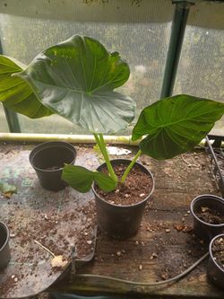 Elephant ear plants