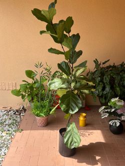 Ficus lirata de 6 pies de altura