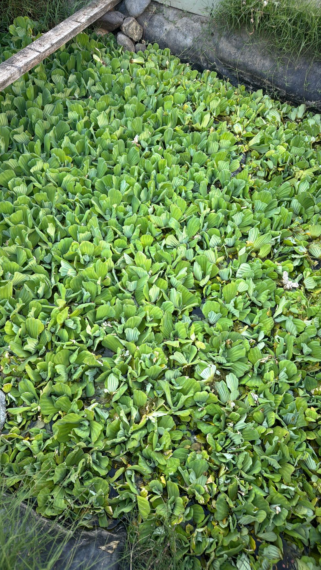 Water Lettuce