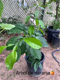 Arbol de Naranja 🍊