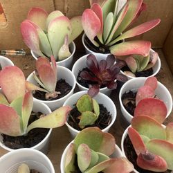 Flapjack Succulents