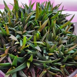 Succulent Aloe Firebird 