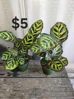 Calathea  plants