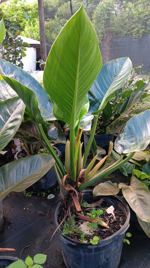 Large Green Congo plants 15gl $85