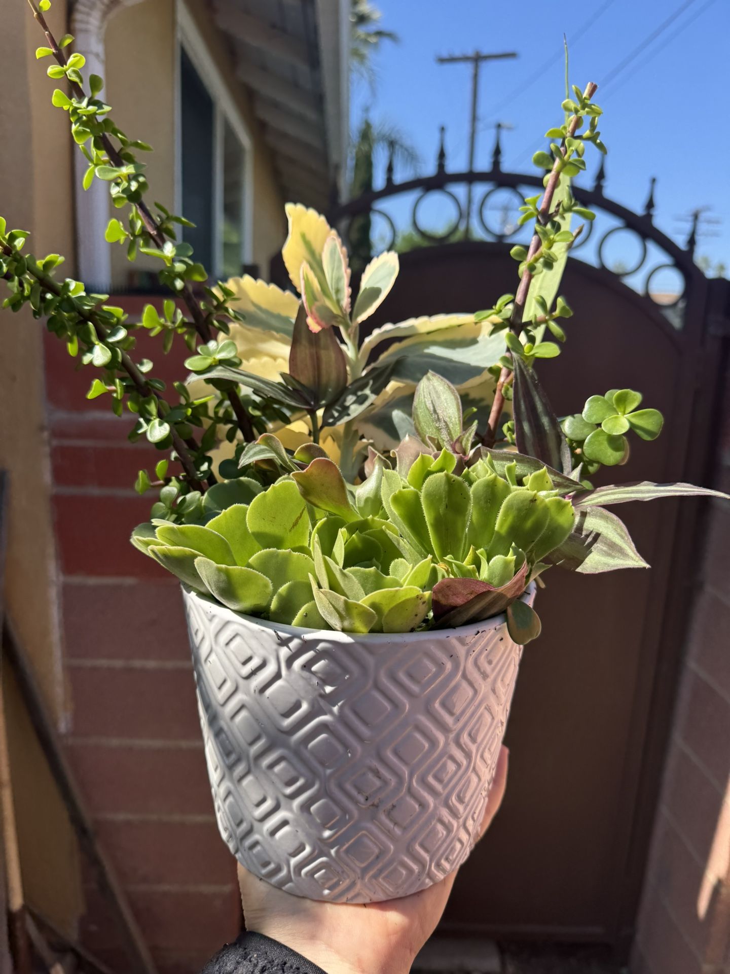 Very Beautiful Arrangement In A Beautiful Ceramic Pot 