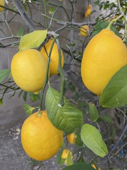 Fresh Lemons