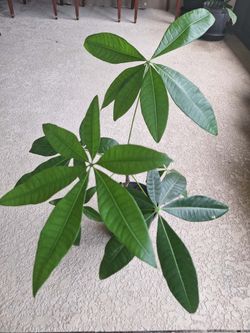 Potted Money Tree (Pachira Aquatica)