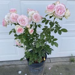 DABIS OUSTIN EDÉN CLIMBING ROSE PLANT, In 5 Gallons Pot Pick Up Only 