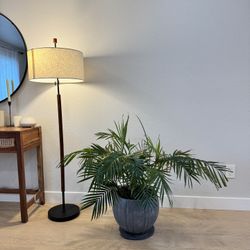 Indoor Palm Plant