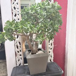 2ft Tall Jade Plant