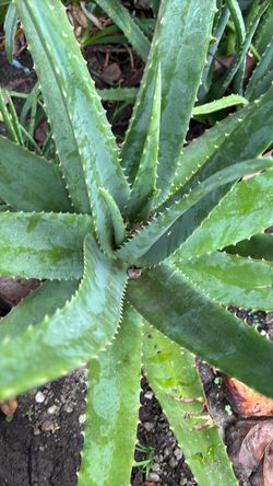 Aloe Vera