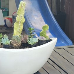 Succulents Planter