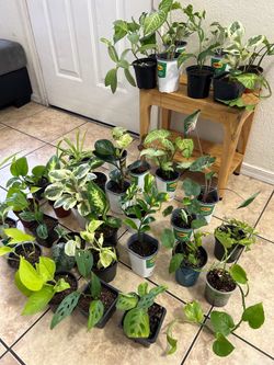 Small plants 5 each