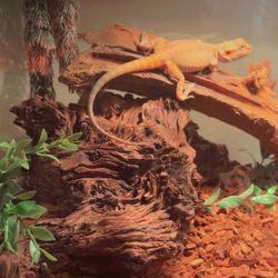 Bearded Dragon And Supplies 