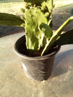 Large Blooming Prickly Pear Cactus in Pot – Rare Variety, Actively Flowering! ¡Gran Cactus Nopal
