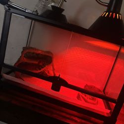 bearded Dragon Enclosure 