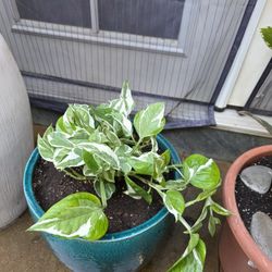 Pearls And Joy Pothos