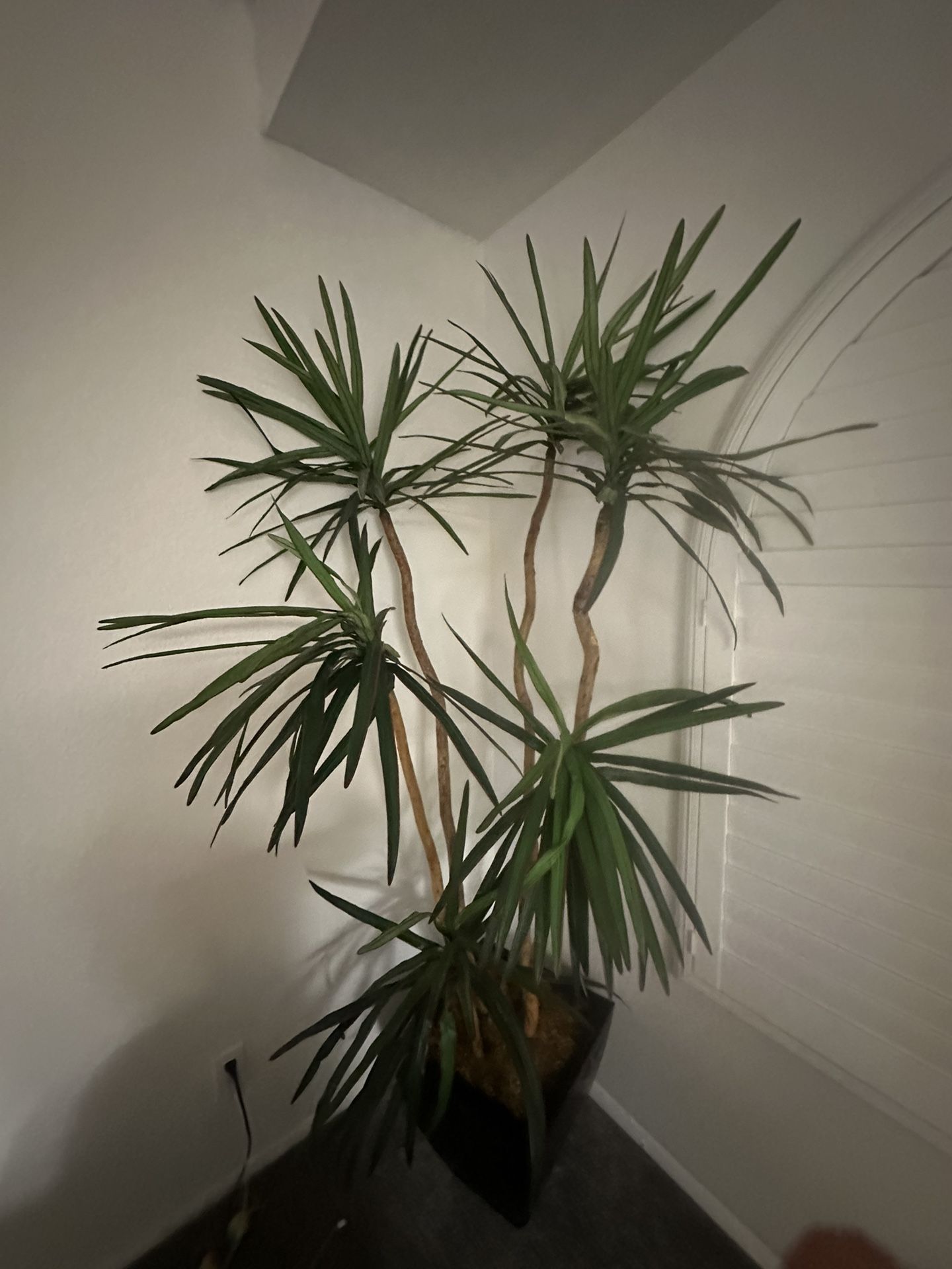 Huge Fake Plant