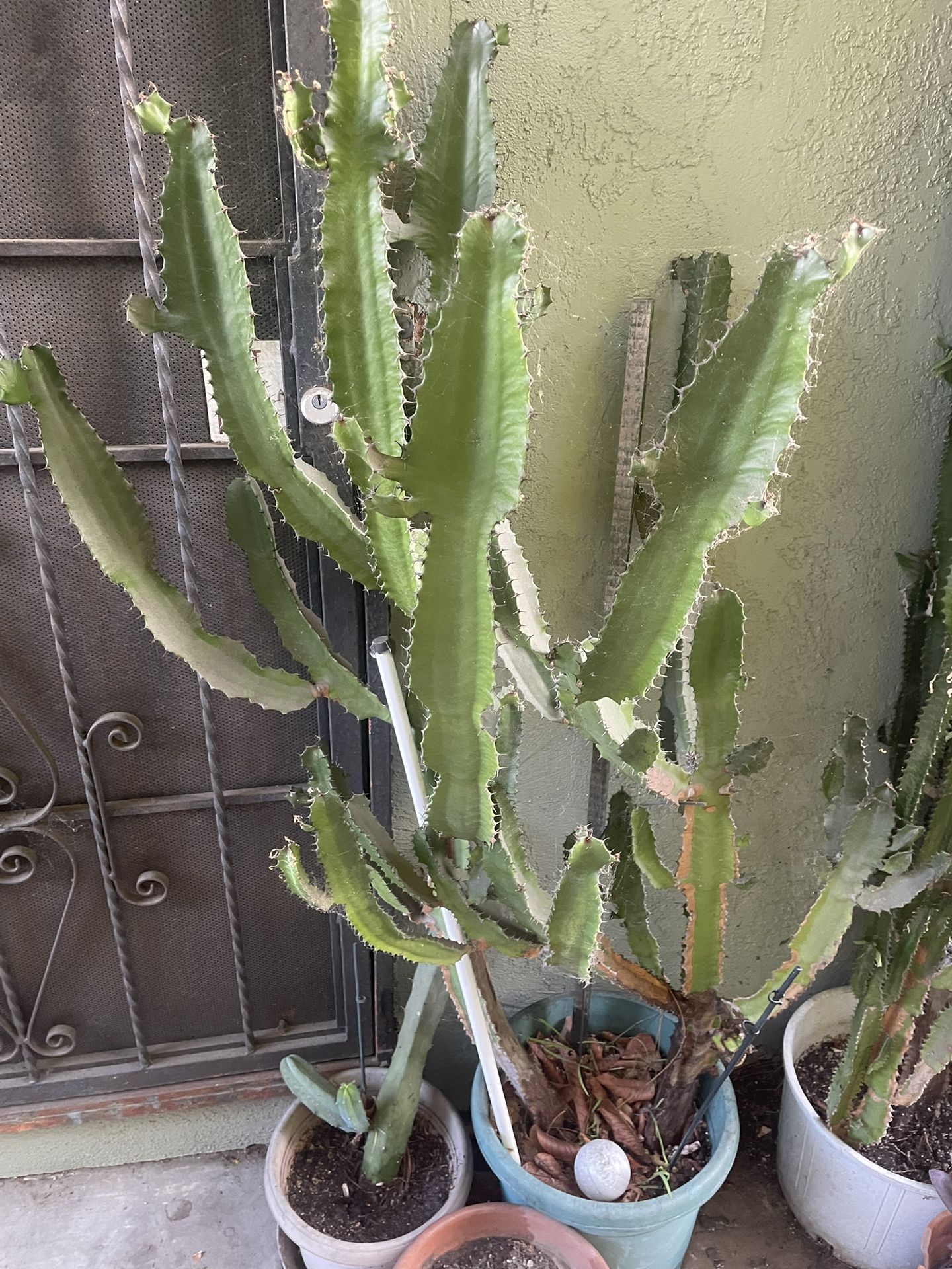 Cactus