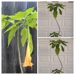 Large Yellow Angel's Trumpet Flower Tree Plant 5 Gallon Pot  Cash only  Pick up in North San Jose, By appointment only  Location: located close to She