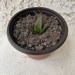 3 Inch Pot Rare Succulent Plant - Aloe - Walmsley's Bronze - Rooted & Established - Drought Resistant - 🪴 