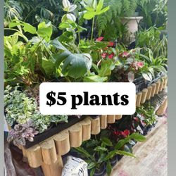 Plants Sale🌿$5 each