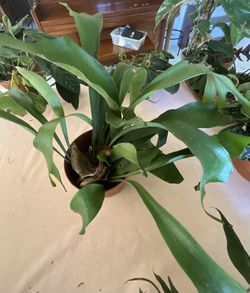 Plant