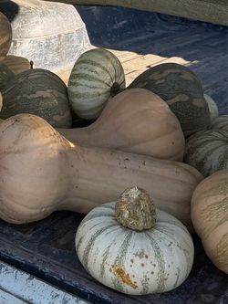 Calabazas para dulce.  Diferentes precios