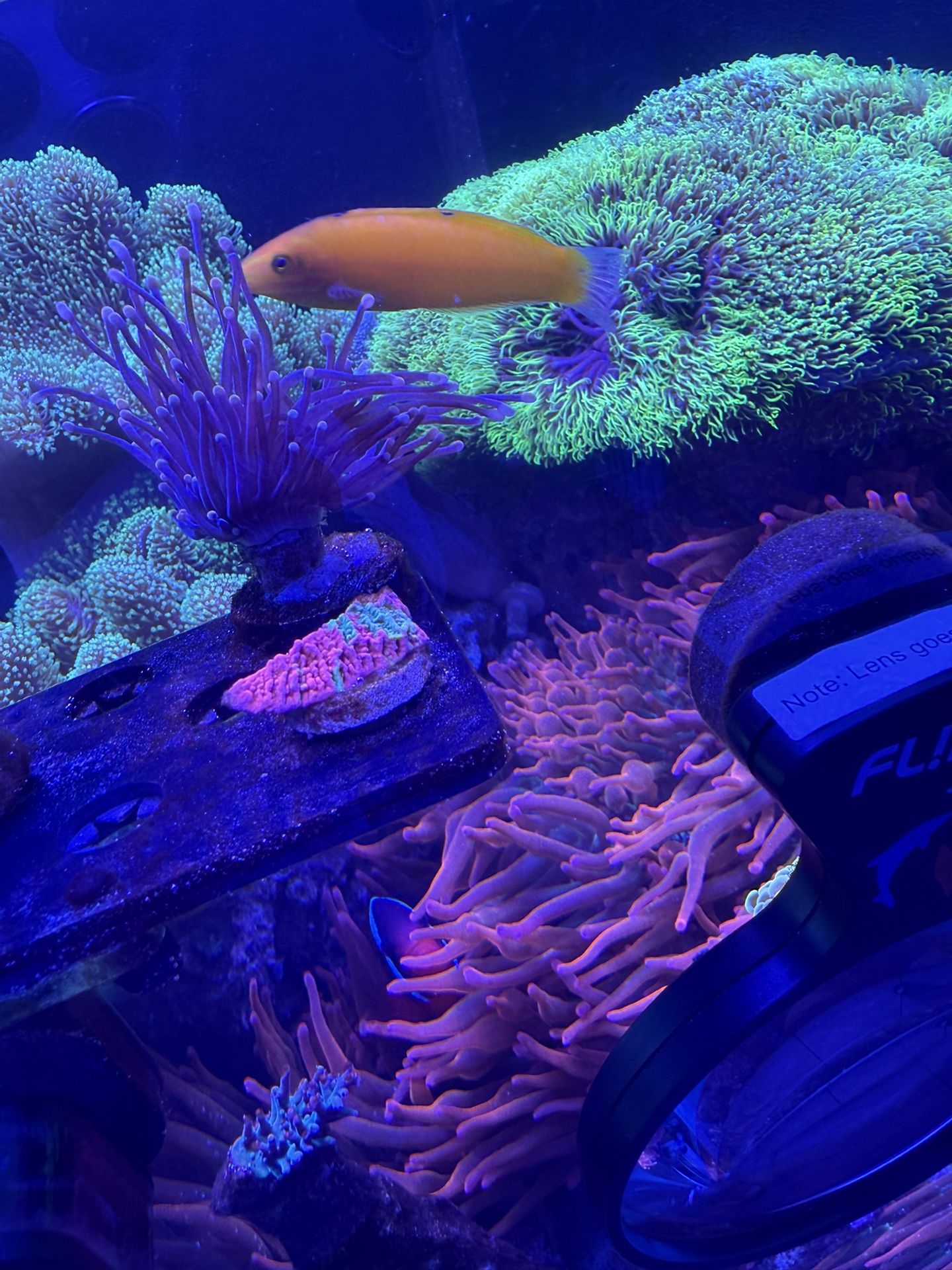 Saltwater Decoration Rainbow Anemone