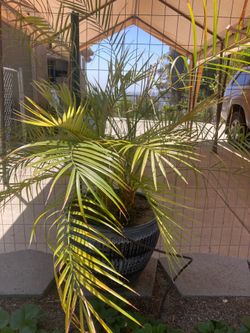 Phoenix roebelenii Palms
