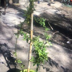 Rosal De Guía 