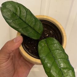 Hoya Villosa | Rooted, Fragrant, Flowering Plant | Not in Bloom | $5 Discount with Local Pickup