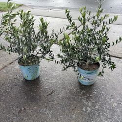 European Fruiting Olive Tree (Olea Europaea ‘Arbequina’