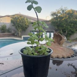 Healthy Elephant Bush Succulent Live Plant !