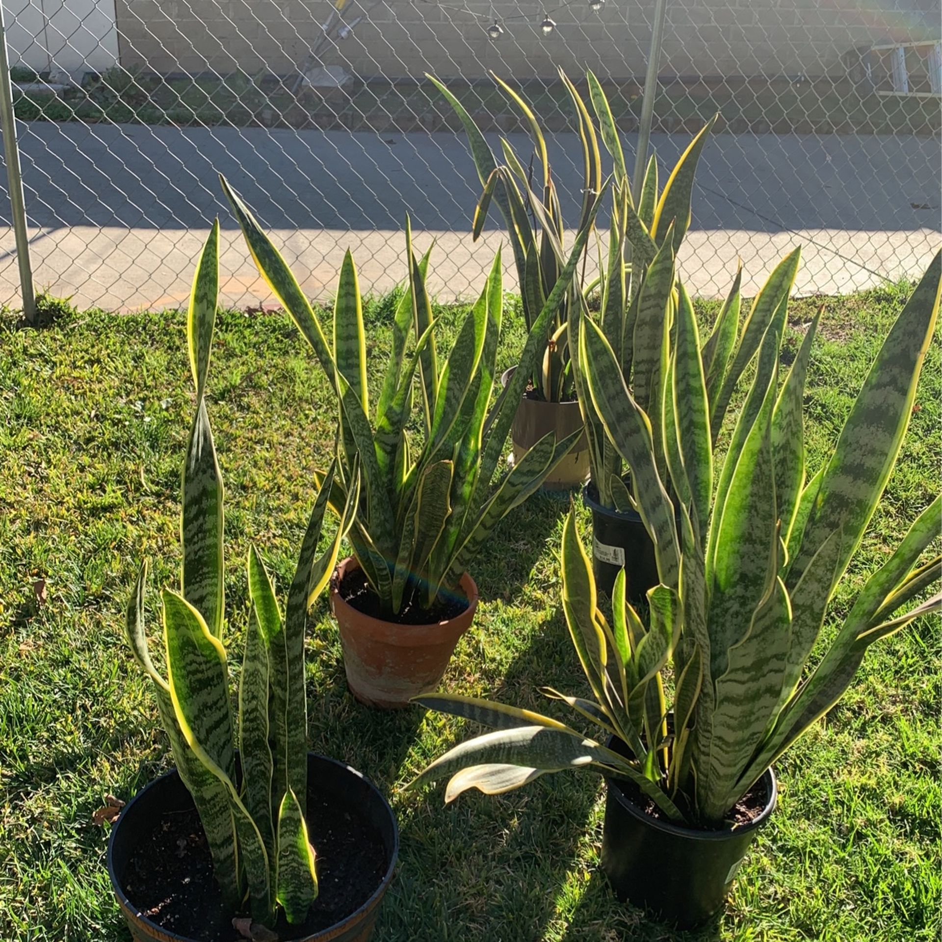 Plantas Lengua De Suegra ( Mother -in- Law Tongue