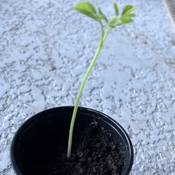 Moringa Plant