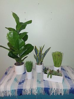 Set of 5 Faux Potted Plants in White Pots
