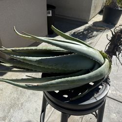 Aloe Vera 