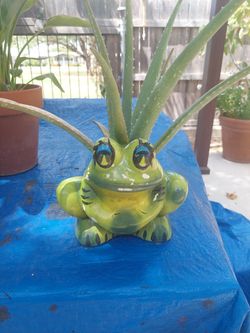 Ceramic Frog Planter with Aloe Plant