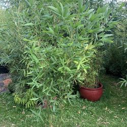 Okuboi bamboo