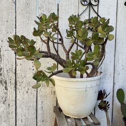 Beautiful Jade Succulent Plant
