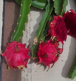 30 + cuttings of red Dragon Fruit