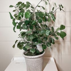 Threshold designed with Studio Mcgee Faux Ficus Tree Plant